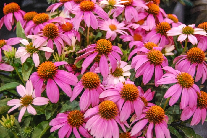 Crazy Pink™ Coneflower - Echinacea from GCM Theme One