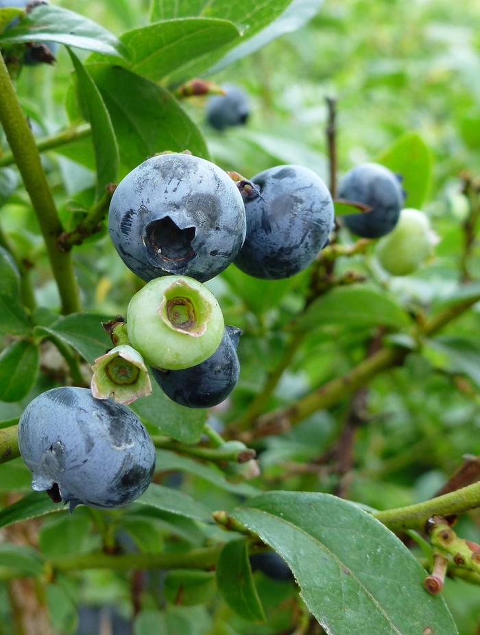 'Northcountry' Blueberry - Vaccinium from GCM Theme One