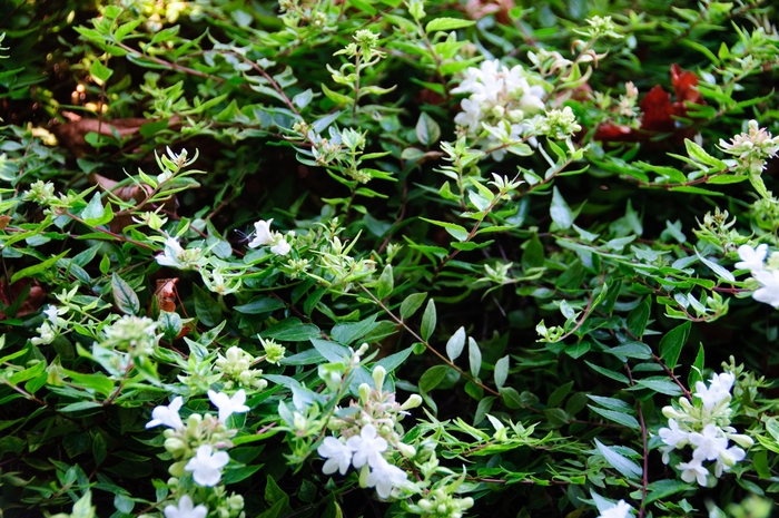 'Sherwoodii' Glossy Abelia - Abelia x grandiflora from GCM Theme One