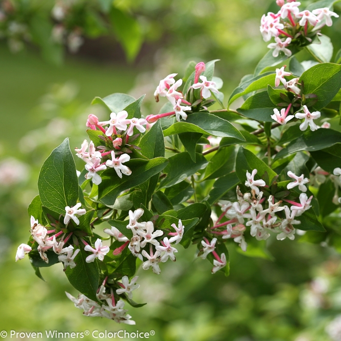 Color Choice® Sweet Emotion® - Abelia mosanensis 'SMNAMDS' PP27370 CPBR5937 from GCM Theme One