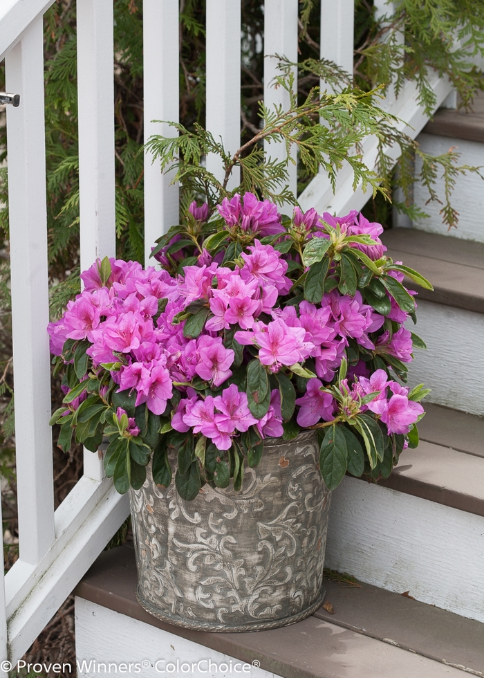 Bloom-A-Thon® Lavender - Rhododendron hybrid from GCM Theme One