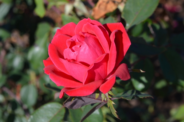 Double Red Knock Out® - Rosa 'Radtko' PP16202, CPBR 3104 from GCM Theme One