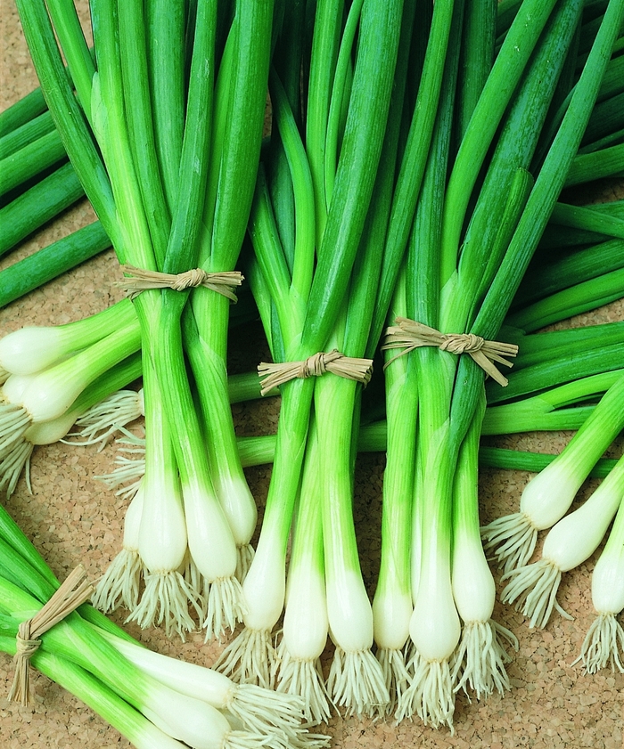 Bunching Onion - Allium fistulosum 'Warrior' from GCM Theme One