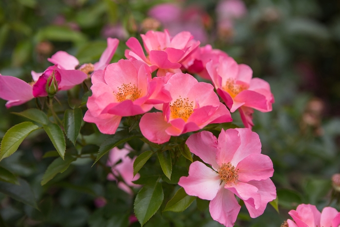 Easy Elegance® 'All the Rage' - Rosa 'BAIrage' PP19945 from GCM Theme One