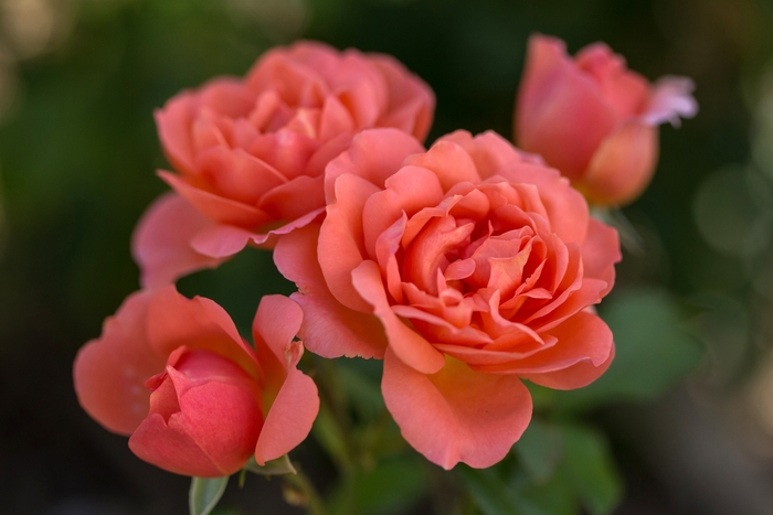 Easy Elegance® Sweet Fragrance - Rosa (Rose) from GCM Theme One