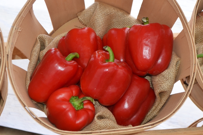Red Bell Pepper - Capsicum annuum from GCM Theme One