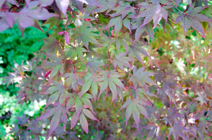 Fireglow Japanese Maple - Acer palmatum from GCM Theme One