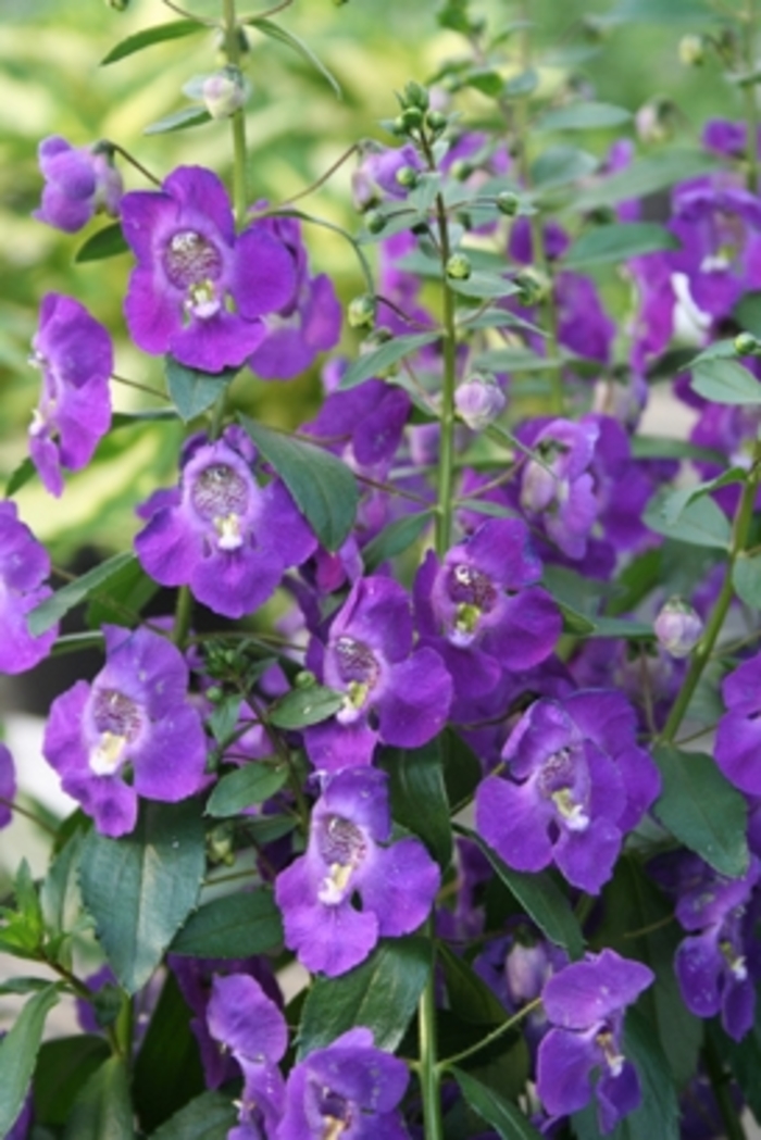 Angelonia 'Angelface™ Blue - Summer Snapdragon from GCM Theme One