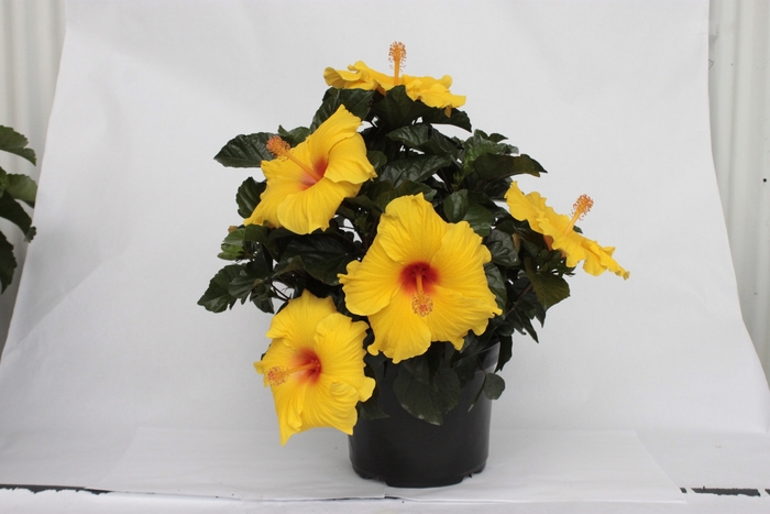 HibisQs® Multi-Tropic Yellow - Hibiscus from GCM Theme One
