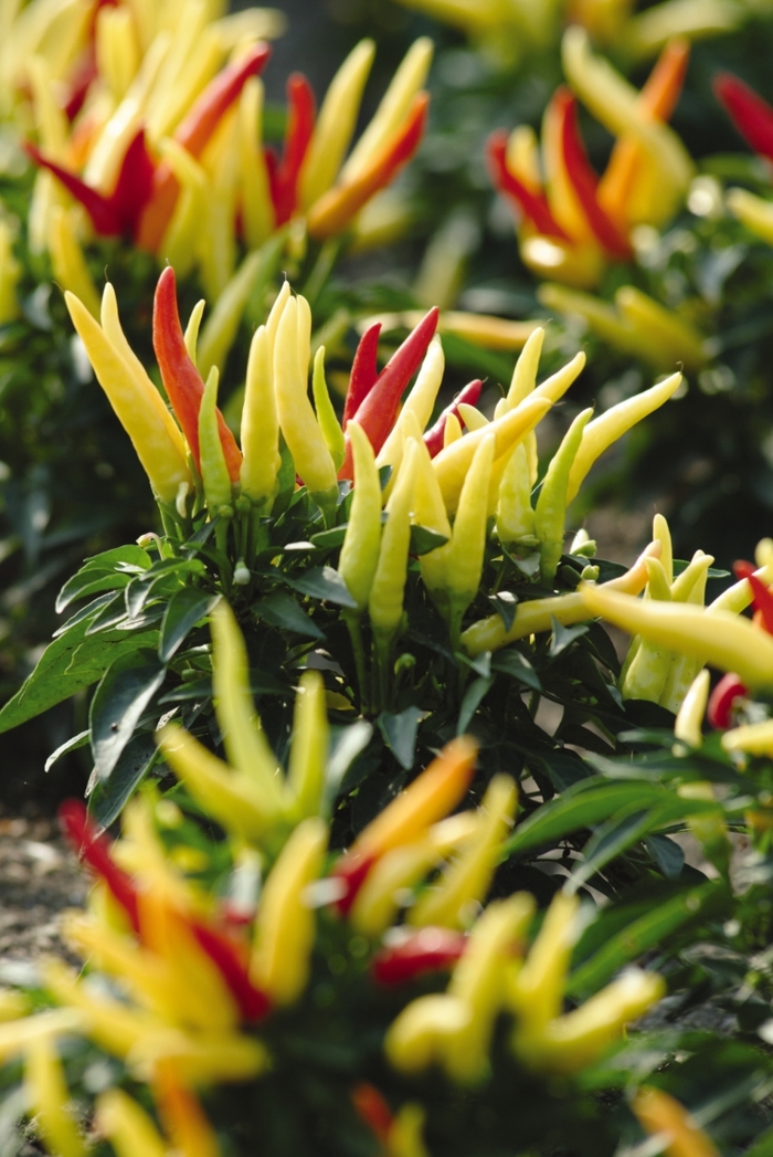 Hot Pepper - Capsicum annuum 'Chilly Chili' from GCM Theme One