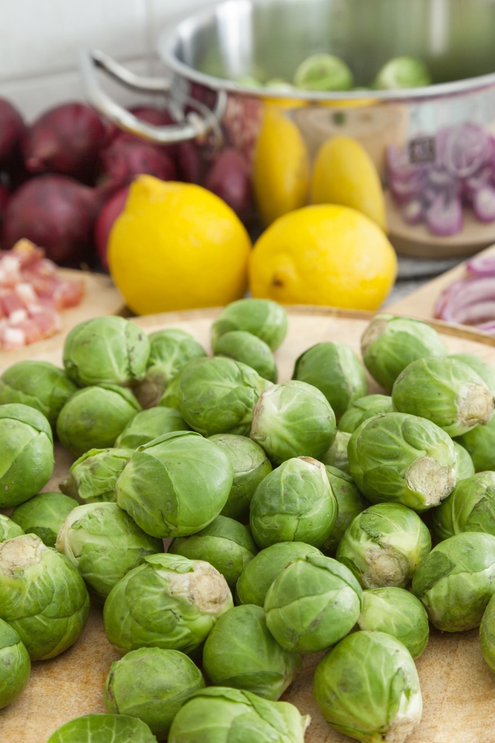 Brussels Sprouts - Brassica oleracea 'Long Island' from GCM Theme One