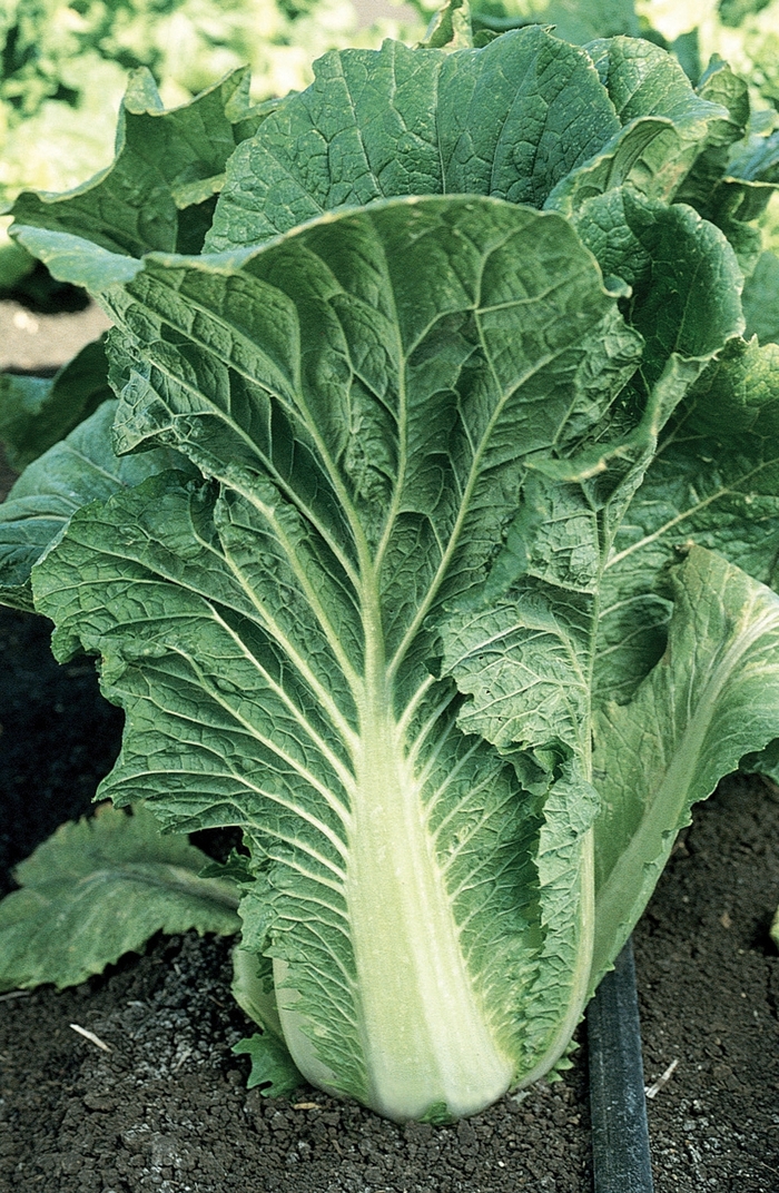 Chinese Cabbage-Michihli - Brassica rapa from GCM Theme One