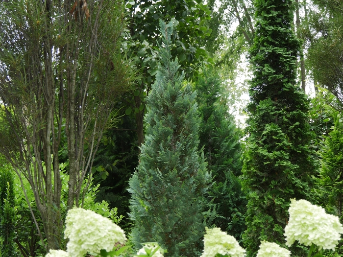 Pinpoint® Blue False Cypress - Chamaecyparis lawsoniana 'SMNCLBF' PP30707 from GCM Theme One