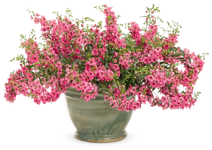 Carita™ Summer Snapdragon - Angelonia a. 'Angelface Cascade Pink' from GCM Theme One