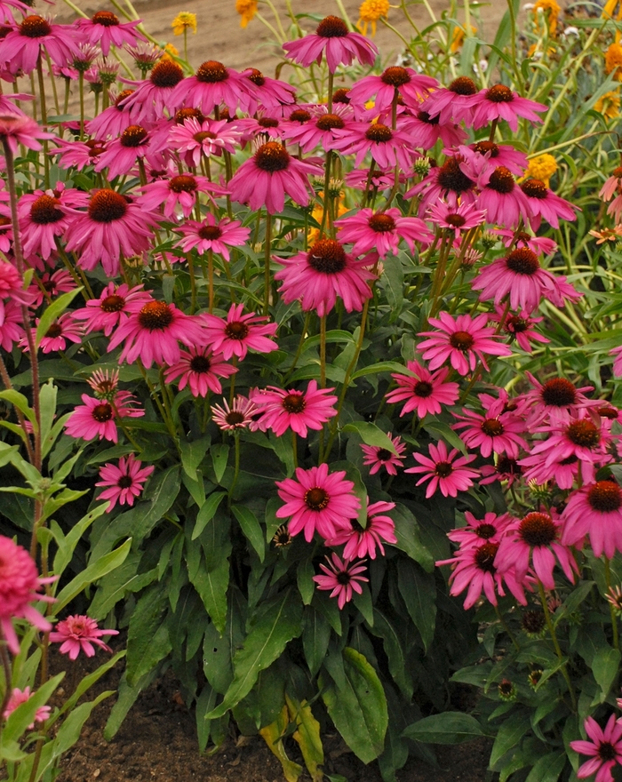 Butterfly 'Purple Emperor' - Echinacea hybrid from GCM Theme One
