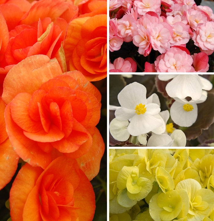 Begonia - Assorted Varieties from GCM Theme One