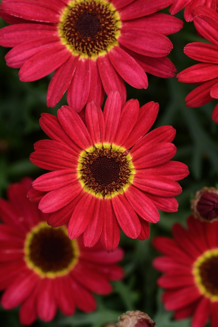 Argyranthemum - Argyanthemum 'Grandessa Red' from GCM Theme One