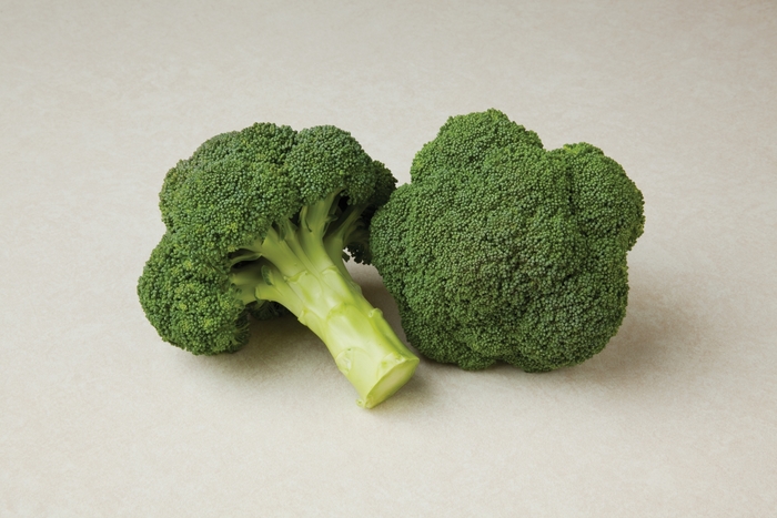 Broccoli - Brassica 'Durapak 16' from GCM Theme One