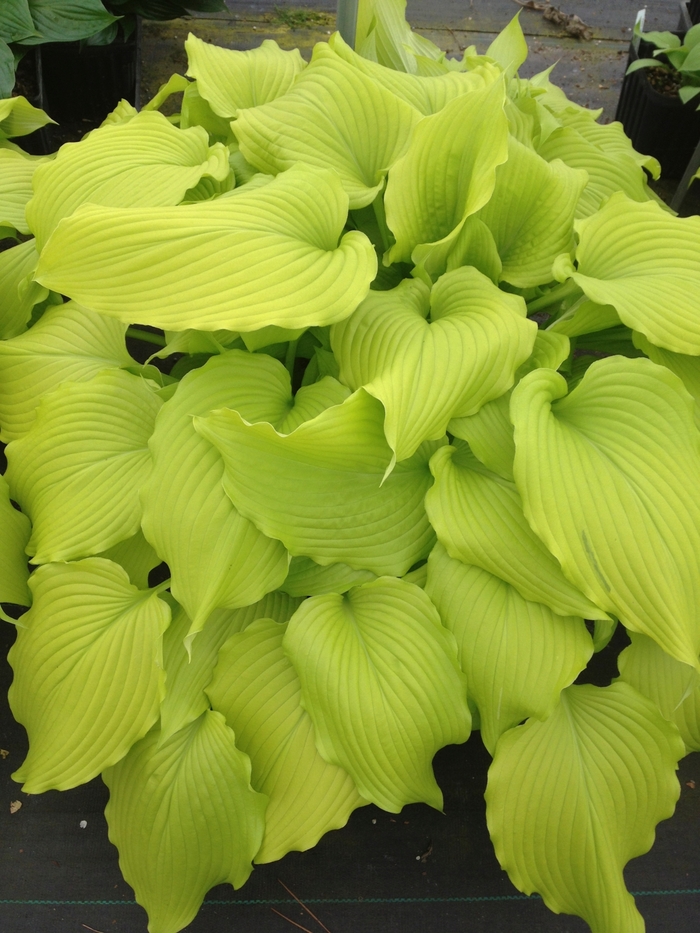 Plantain Lily - Hosta 'Dancing Queen' from GCM Theme One