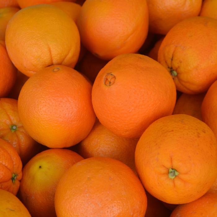 Navel Orange - Citrus sinensis from GCM Theme One