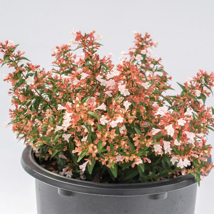 Bloomables® Raspberry Perfection™ - Abelia chinensis 'Abesrpras' PP33516 from GCM Theme One