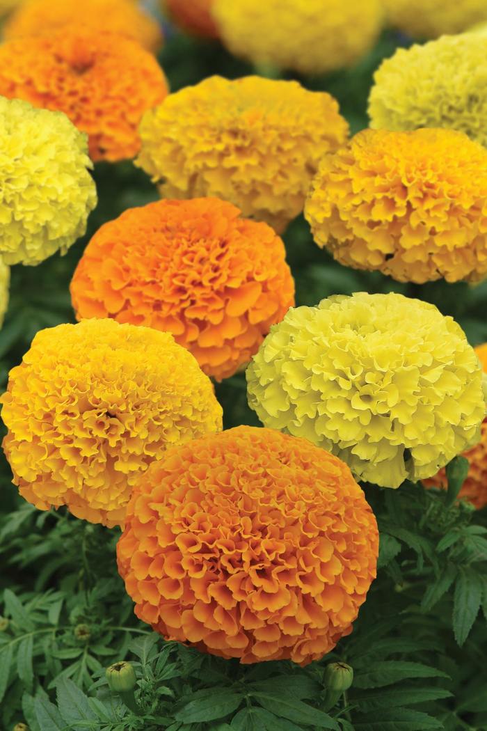 Marvel II™ Series - Tagetes erecta from GCM Theme One