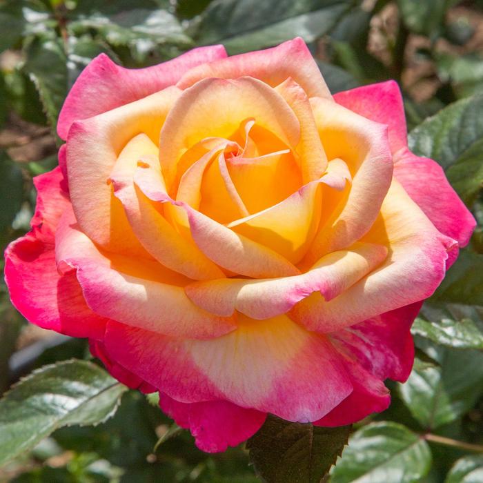 Enchanted Peace™ - Rosa hybrid 'Meizoloi' PP33492 from GCM Theme One