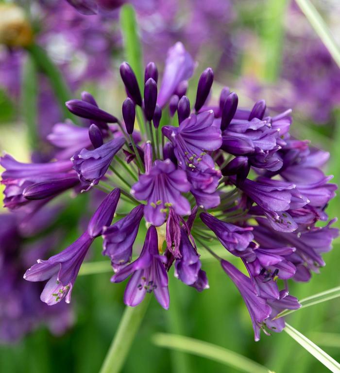 'Ever Amethyst™' African Lily - Agapanthus from GCM Theme One