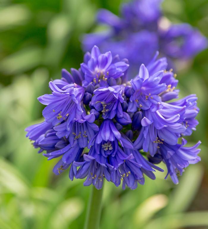 'Ever Midnight™' African Lily - Agapanthus from GCM Theme One