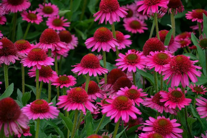 Coneflower - Echinacea 'Delicious Candy' from GCM Theme One