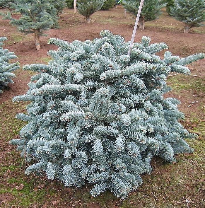 'Glauca' Noble Fir - Abies procera from GCM Theme One