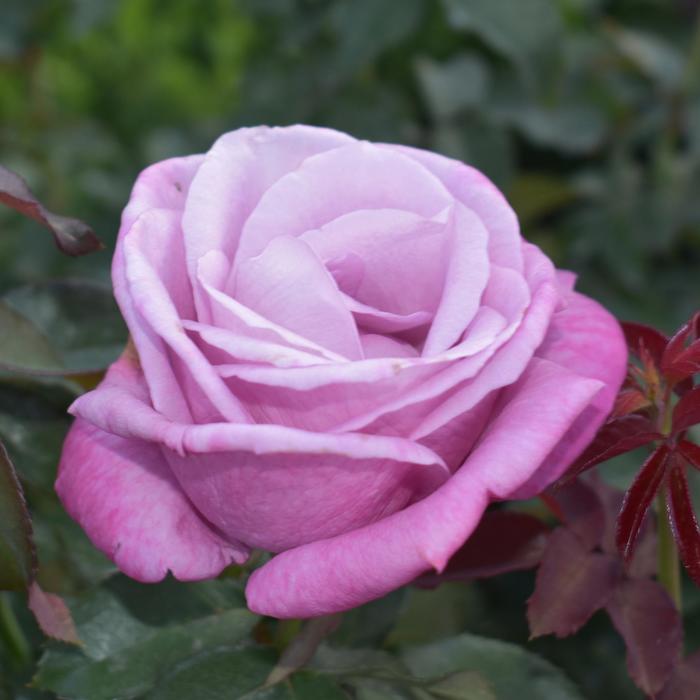 Rose - Rosa 'Fragrant Plum' from GCM Theme One