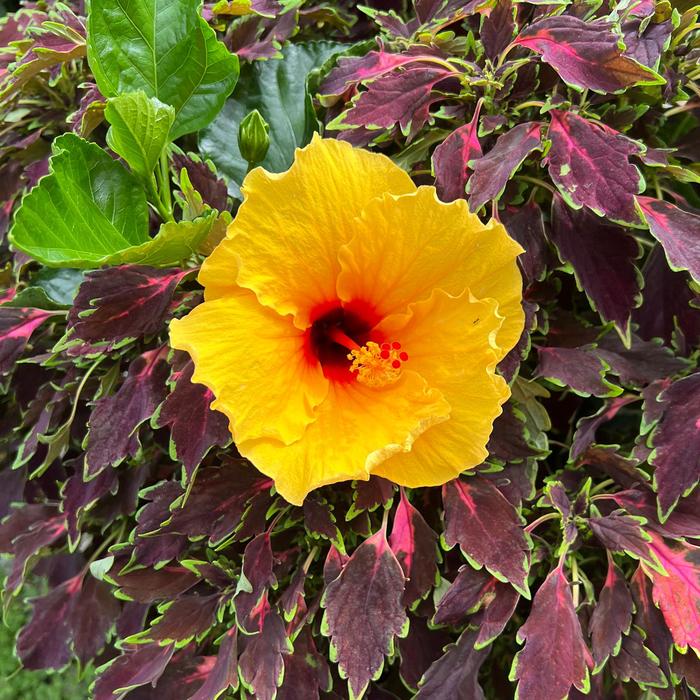 Tradewinds™ Island Wind - Hibiscus rosa-sinensis from GCM Theme One
