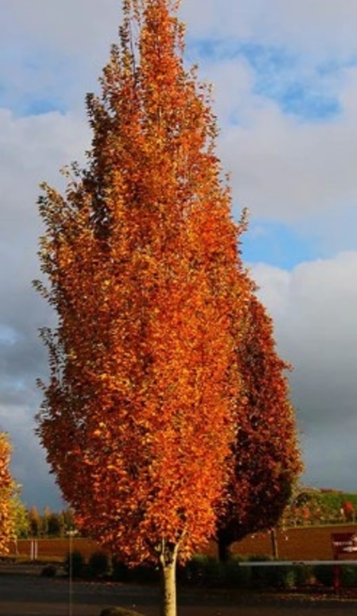 'Armstrong Gold™' Maple - Acer rubrum from GCM Theme One