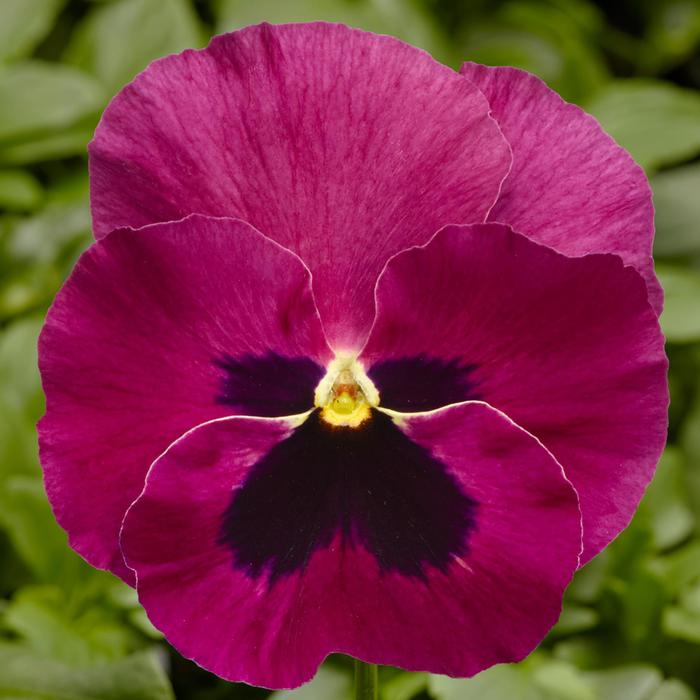 Delta™ Pro Rose with Blotch - Viola x wittrockiana (Pansy) from GCM Theme One