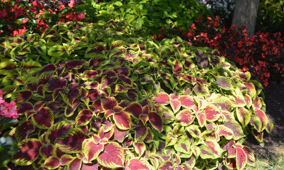 Coleus – Adding Color to Your Garden
