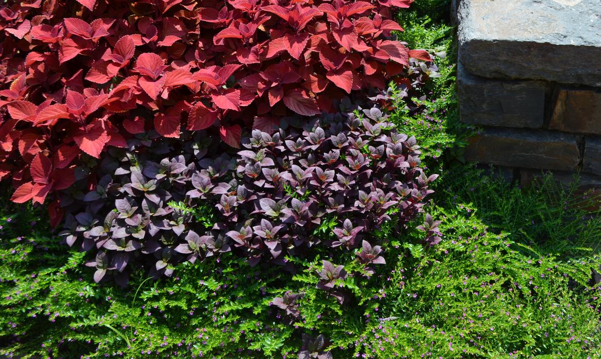 Quick Tips on Using Color in the Garden