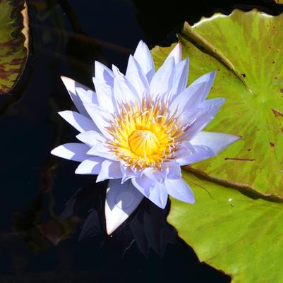 Tropical Day-Flowering Waterlily