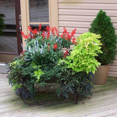 Container Plantings