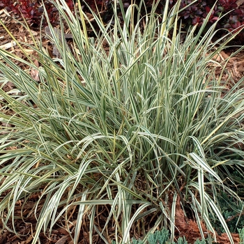 Arrhenatherum bulbosum 'Variegatum' - Bulbous Oak Grass