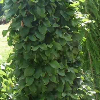 Carpinus betulus - 'Columnaris Nana' Common Hornbeam