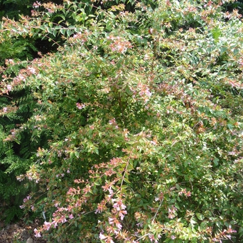 Abelia parvifolia - Abelia