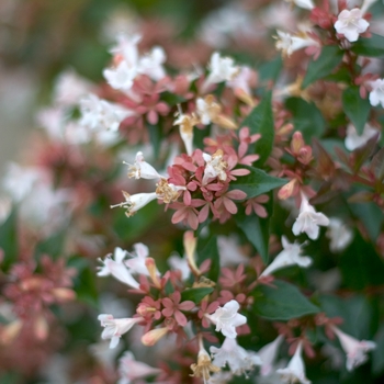 Abelia chinensis 'Keiser' PP21632 - Color Choice® Ruby Anniversary™