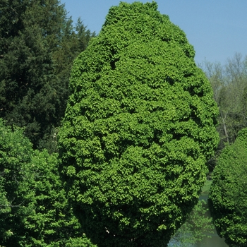 Carpinus betulus - 'Globosa' European Hornbeam