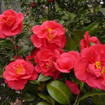 Camellia japonica - 'Kramer's Supreme'