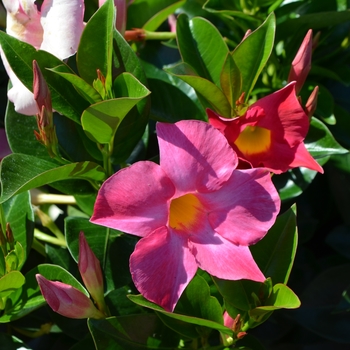 Dipladenia 'Rio™ Rio Pink' - Trumpet Flower