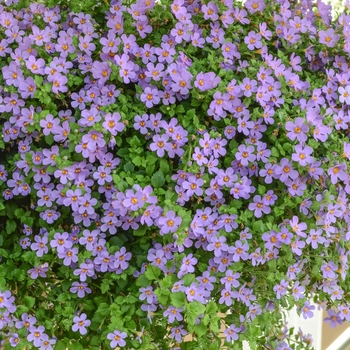 Calibrachoa hybrida 'Aloha Bahia Purple Sand' - Million Bells