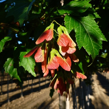 Acer ginnala - Amur Maple
