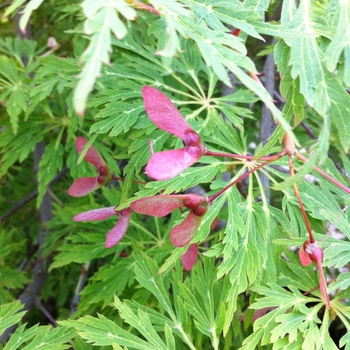 Acer japonicum 'Green Cascade' - Green Cascade Japanese Maple