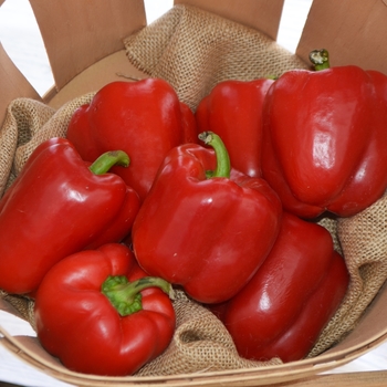 Capsicum annuum - Red Bell Pepper